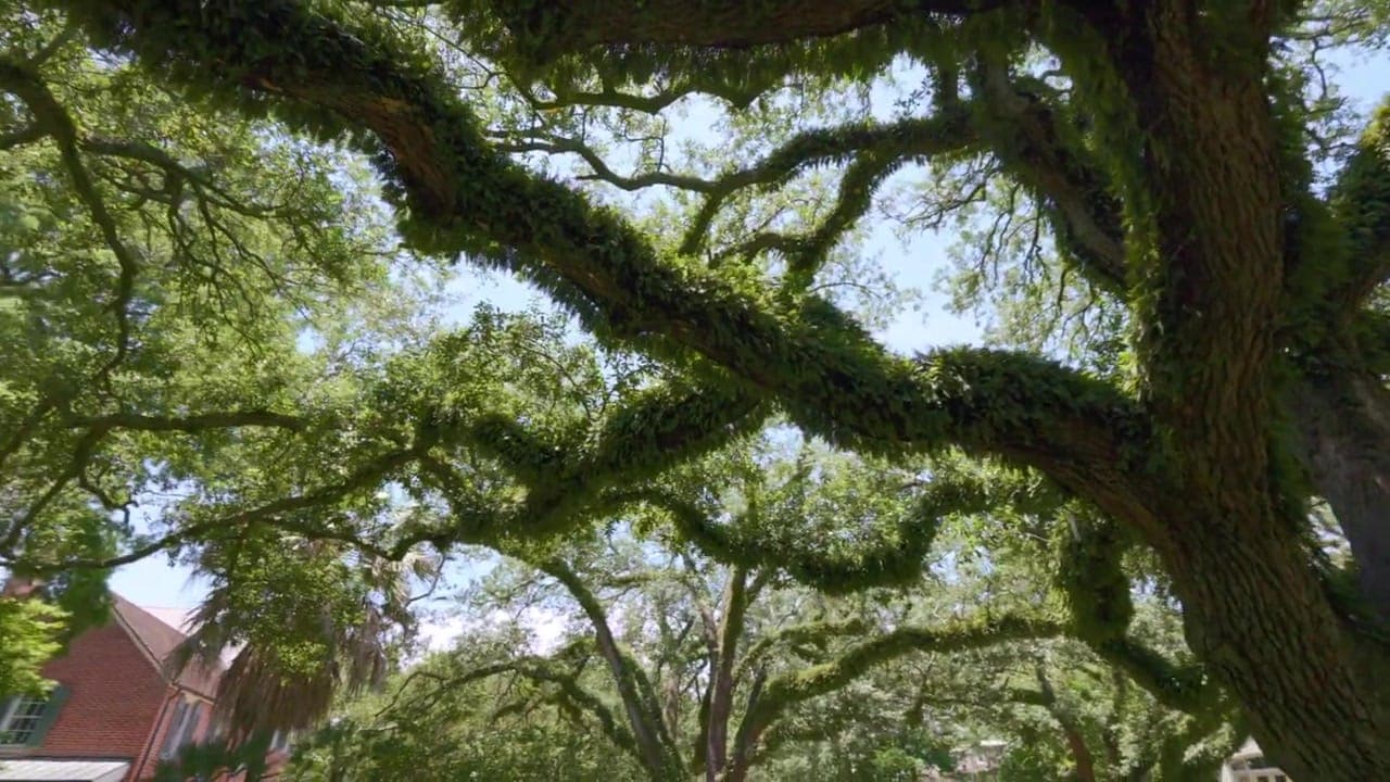 Live oak canopy